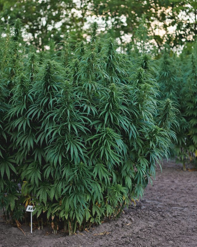 vank-hemp-plants_3.jpg