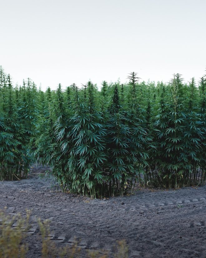 vank-hemp-plants_4.jpg