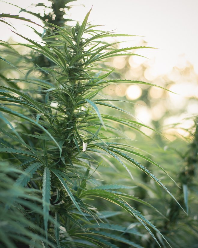 vank-hemp-plants_2.jpg